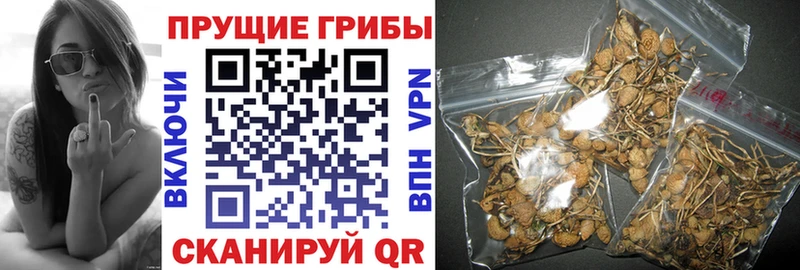 Псилоцибиновые грибы GOLDEN TEACHER  Электросталь 